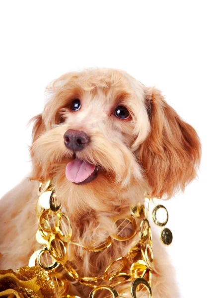 Portrait of a decorative dog in gold ornament — Stock Photo, Image