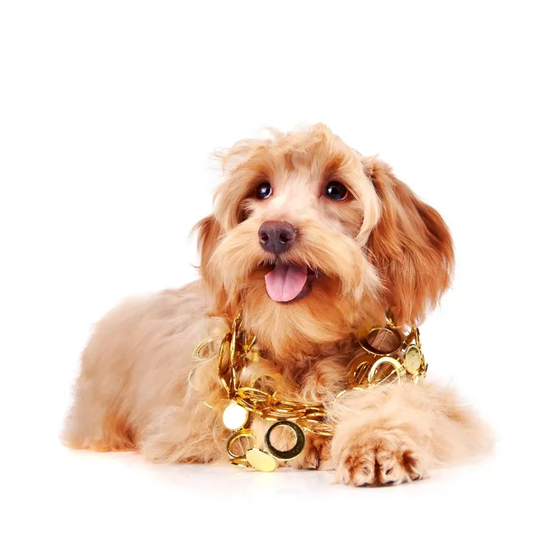 Cachorro bege decorativo em ornamento de ouro — Fotografia de Stock