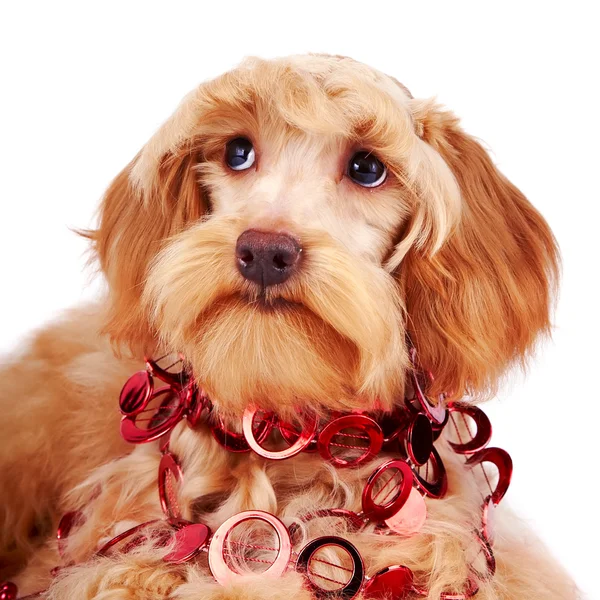 Retrato de um cão decorativo com ornamento vermelho — Fotografia de Stock