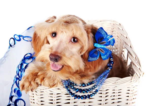 Cão decorativo com ornamento azul em uma cesta branca — Fotografia de Stock