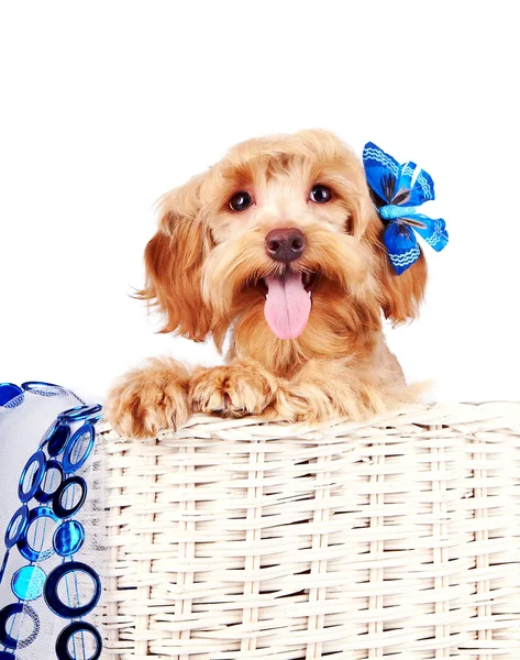 Portrait of a decorative dog with blue ornament in a white basket — Stock Photo, Image