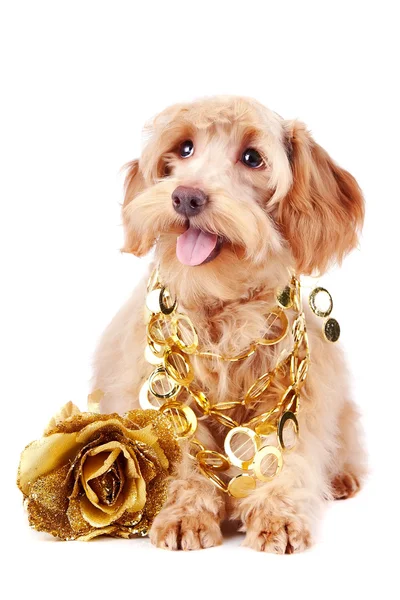 Cão decorativo com ornamento de ouro e uma rosa de ouro — Fotografia de Stock