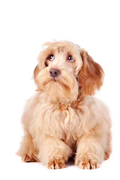 Ozdobné béžové chlupaté pes — Stock fotografie