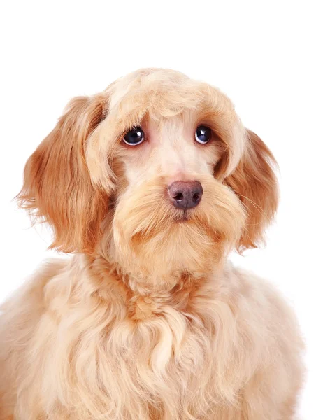 Πορτρέτο του ένα διακοσμητικό μπεζ χνουδάτος σκύλοs — Φωτογραφία Αρχείου