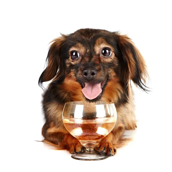 bir cam dekoratif köpek