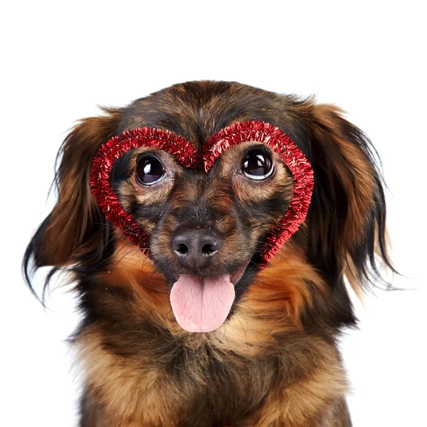 Porträt einer dekorativen Hund mit Herz — Stockfoto