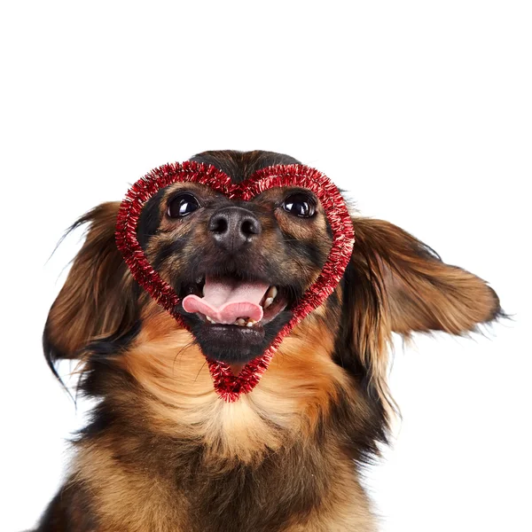 Portrait of a dog with heart — Stock Photo, Image