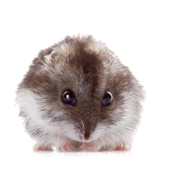 Gray hamster — Stock Photo, Image