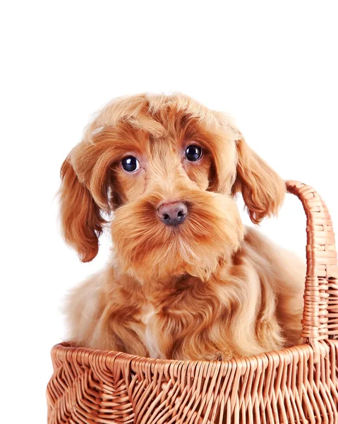 Декоративная собака в корзине. — стоковое фото