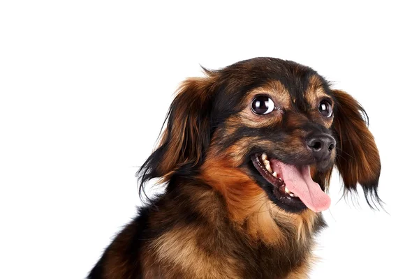 장식 갈색 강아지의 초상화 — 스톡 사진
