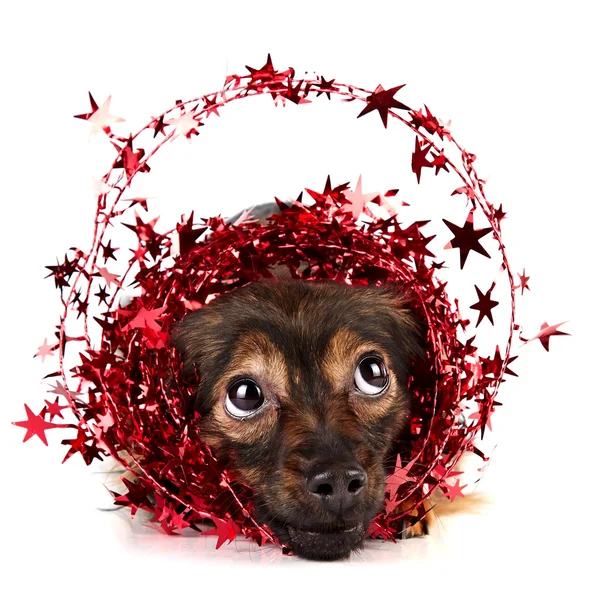 Decorative dog with ornament from tinsel and stars — Stock Photo, Image
