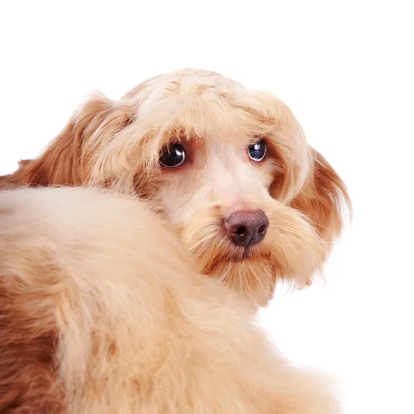 Dekoratif, bej renkli, tüylü bir köpek portresi — Stok fotoğraf