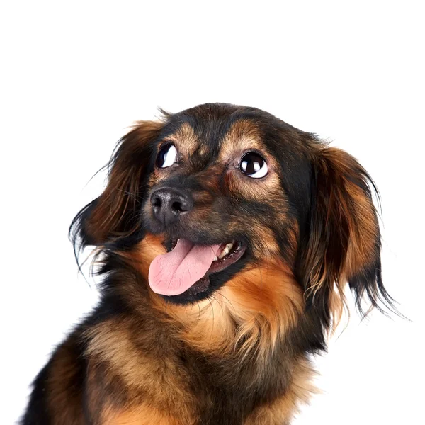 Portrait of a decorative dog — Stock Photo, Image