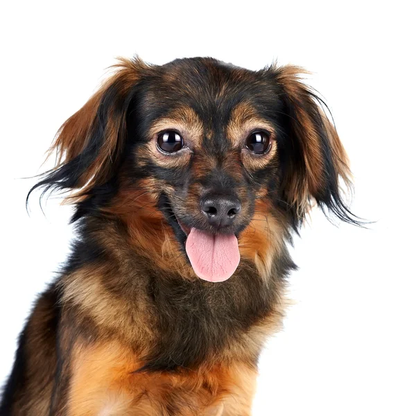 Portrait of a decorative brown dog — Stock Photo, Image