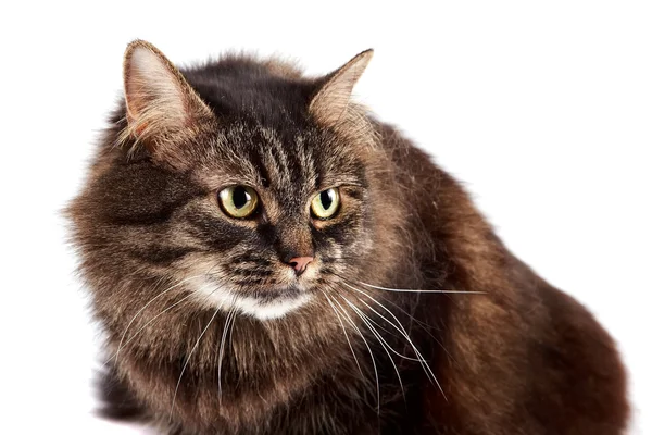 Portret puszystego kota — Zdjęcie stockowe