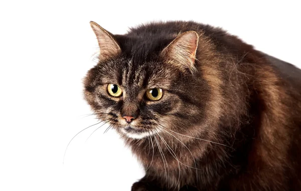 Πορτρέτο του ένα αφράτο θυμωμένος γάτα — Φωτογραφία Αρχείου
