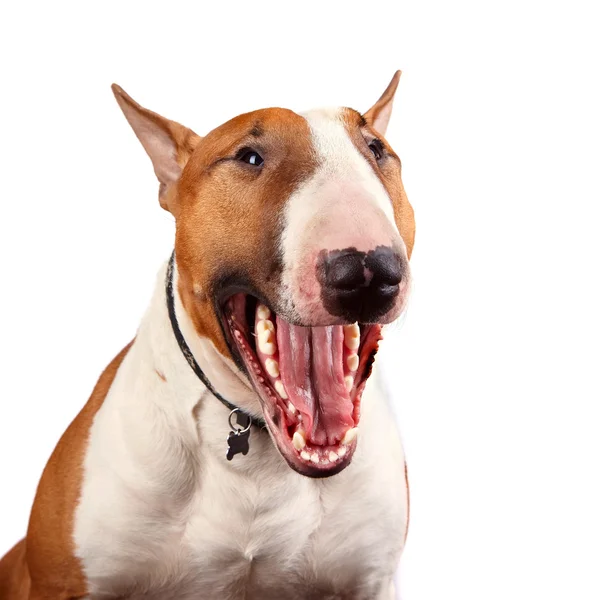 Portrait of a cheerful bull terrier — Stock Photo, Image