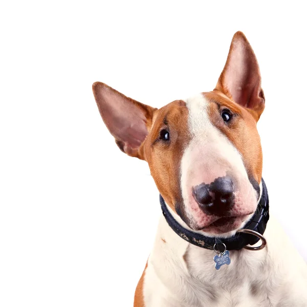 boğa korkunç portresi