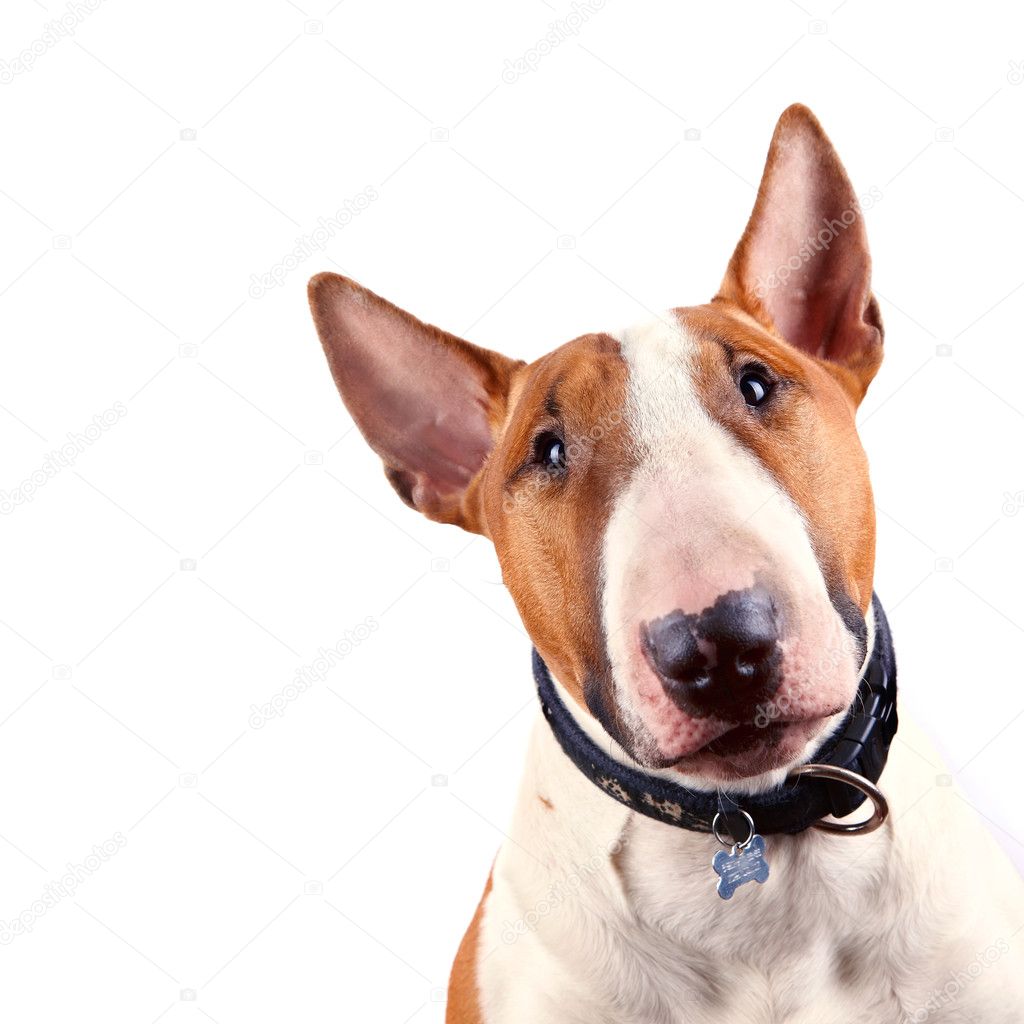 Stockfotos Chiot Bull Terrier Bilder Stockfotografie Chiot Bull Terrier Lizenzfreie Fotos Depositphotos
