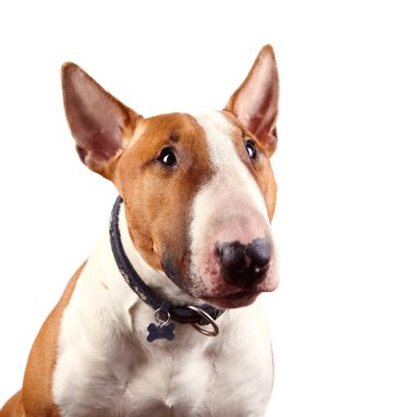 red bull terrier portresi