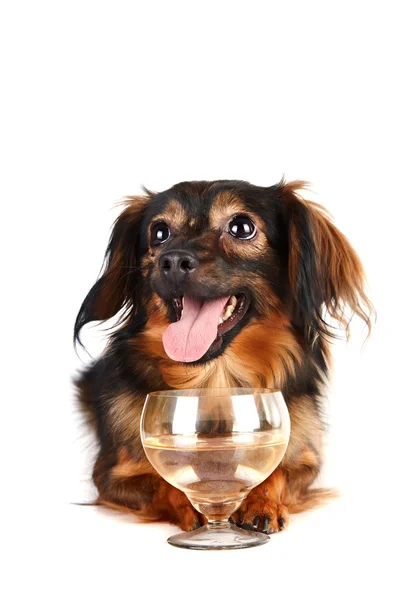 Decorative dog with a glass — Stock Photo, Image