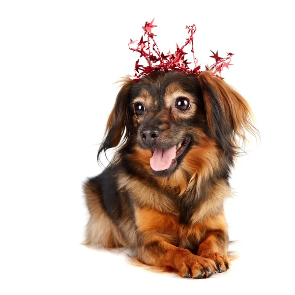 Decorative dog in a crown with stars — Stock Photo, Image