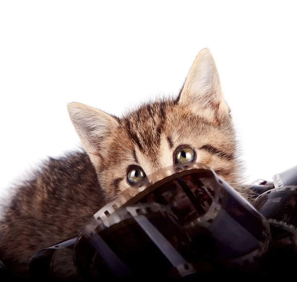 De gestreepte kitten verschuilt zich achter een film — Stockfoto