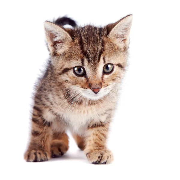 Il gattino a strisce — Foto Stock