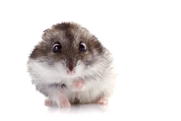 Hamster cinzento — Fotografia de Stock