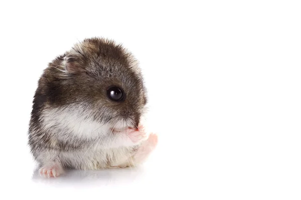 Gray hamster — Stock Photo, Image