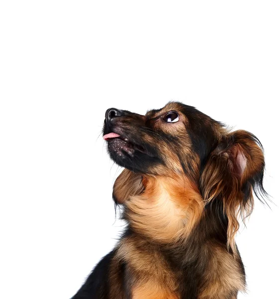 The decorative dog looks up — Stock Photo, Image