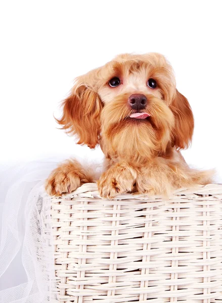 Retrato de um cachorro bege decorativo em uma cesta. — Fotografia de Stock