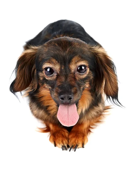 Decorative brown dog — Stock Photo, Image