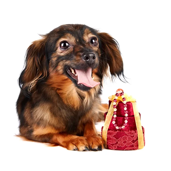 Retrato de um cão decorativo com coração — Fotografia de Stock