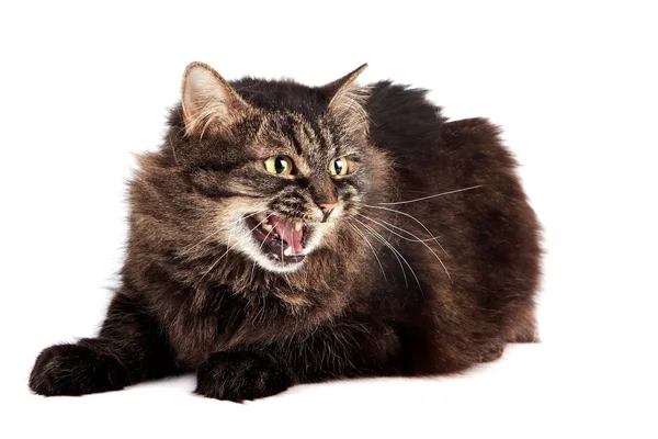 Bolyhos sziszegő macska — Stock Fotó