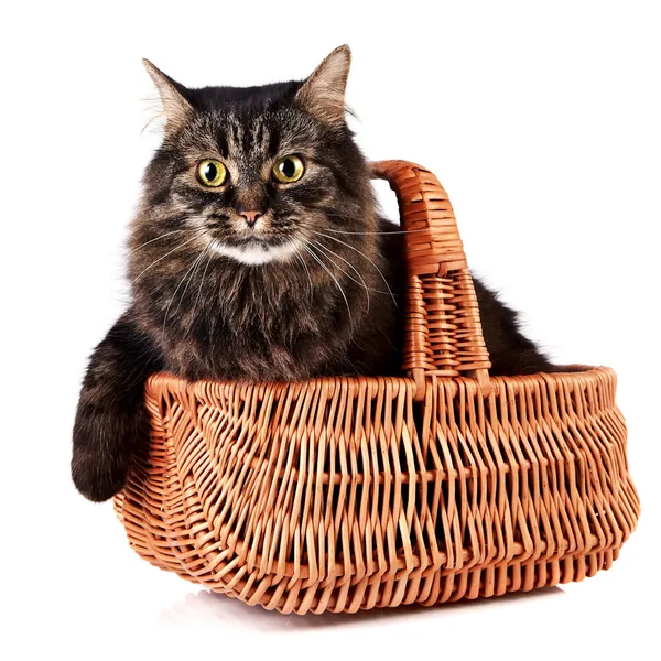 Fluffy cat in a wattled basket — Stock Photo, Image