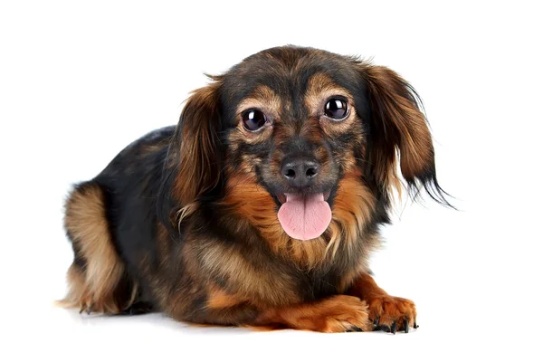 Decorative brown dog — Stock Photo, Image