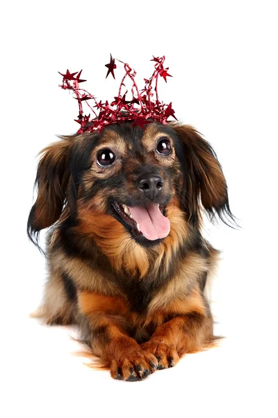 Decorative dog in a crown with stars — Stock Photo, Image