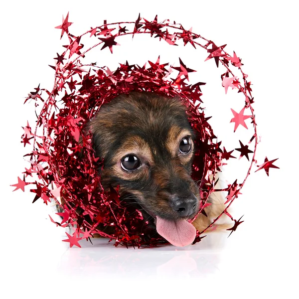 Decorative dog with ornament from tinsel and stars — Stock Photo, Image