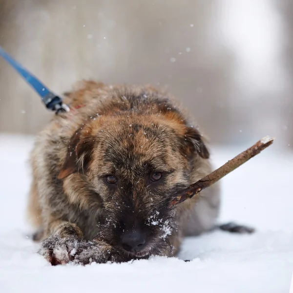 The shaggy mongrel gnaws a stick — Stock Photo, Image