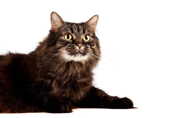 Fluffy cat — Stock Photo, Image