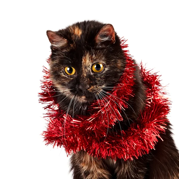 Şenlikli bir kedi portresi — Stok fotoğraf