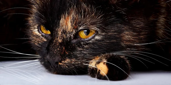 Yellow cat's eyes. Sad cat. — Stock Photo, Image