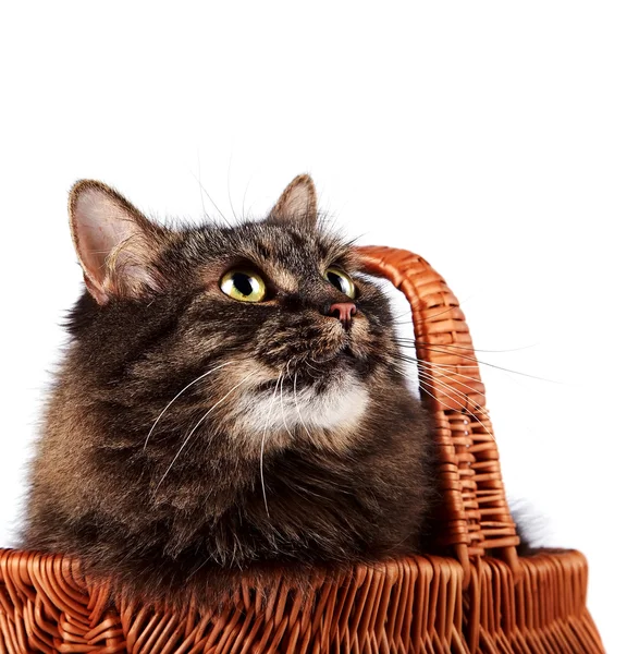 Portrait of a striped fluffy cat in a basket — Stock Photo, Image