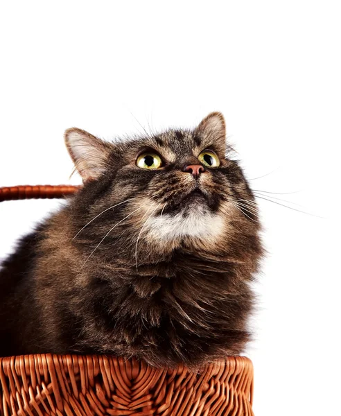 Ritratto di un gatto birichino a strisce in un cestino — Foto Stock