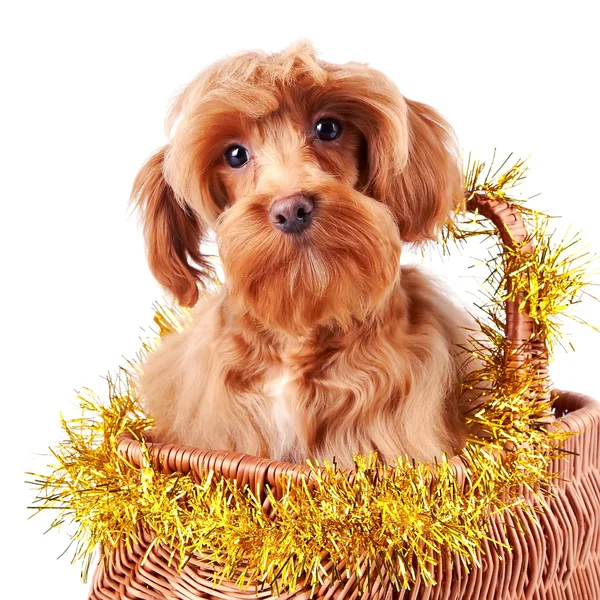 Retrato de um cão decorativo na cesta decorada. — Fotografia de Stock