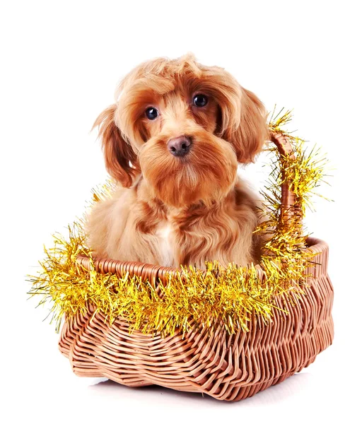 Decorative dog in the decorated basket. — Stock Photo, Image