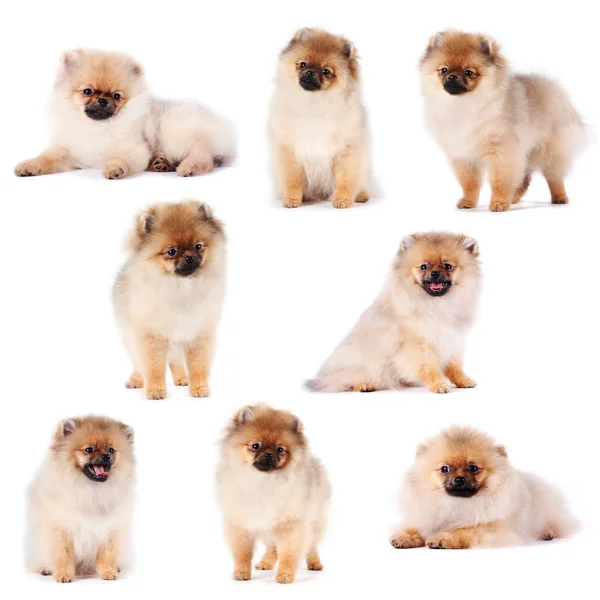 Puppies of a spitz-dog — Stock Photo, Image