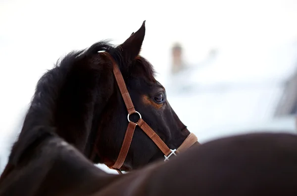Retrato de un caballo. — Foto de Stock