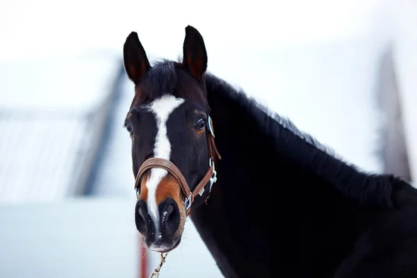 Portrait d'un cheval de sport . — Photo